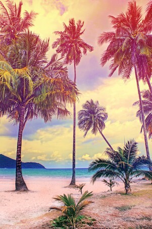 Paradise nature, palm tree on the tropical beach